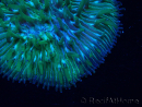 WYSIWYG Cycloseris sp Ultra Neon Orange 8 (5.5 cm)