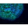 WYSIWYG Cycloseris sp Green 8 (3 cm)