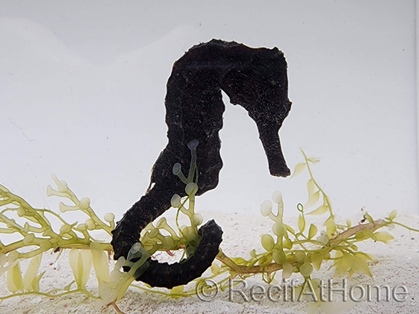 Yellow Hippocampus reidi seahorse, marine breeding, 5-7 cm