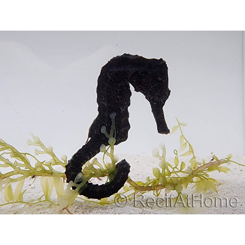 Gelber Hippocampus Reidi Seepferdchen Zucht MERS 5-7 cm