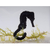 Caballito de mar amarillo Hippocampus Reidi Cría MERS 5-7 cm