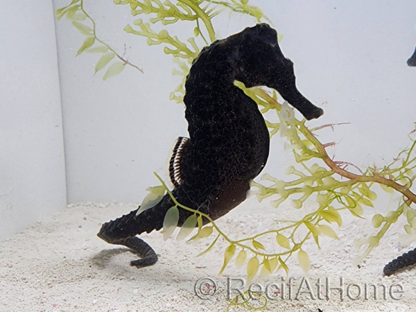 Caballito de mar amarillo Hippocampus Reidi Cría MERS 5-7 cm