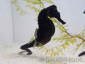 Ippocampo Reidi giallo cavalluccio marino Allevamento MERS 5-7 cm