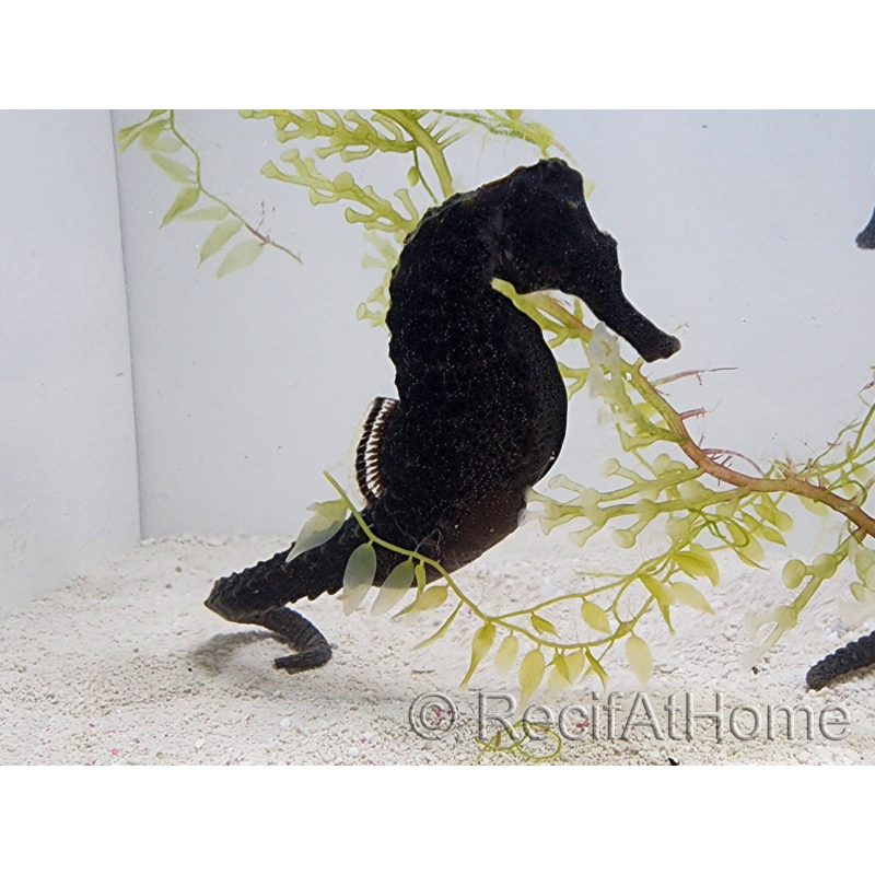 Hippocampus ReidiMale hyppocampe de mer Elevage 7 cm