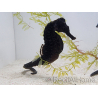 Yellow Hippocampus reidi seahorse, marine breeding, 5-7 cm