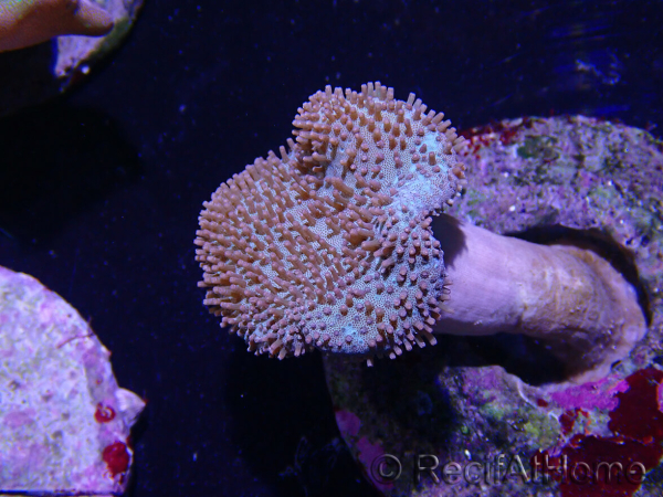 WYSIWYG Sarcophyton sp 42 