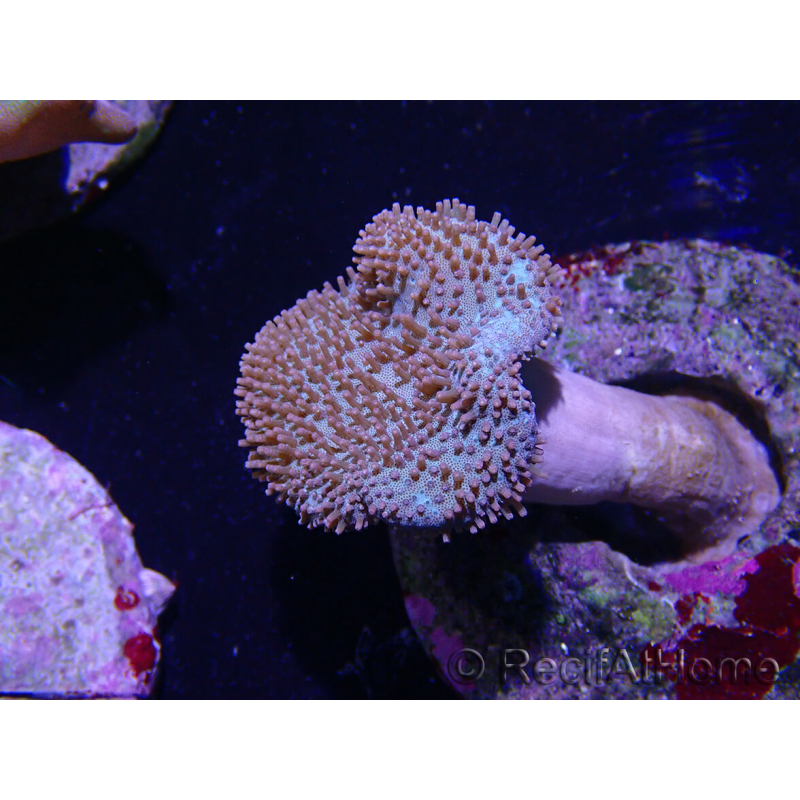 WYSIWYG Sarcophyton sp 42 