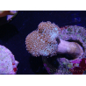 WYSIWYG Sarcophyton sp 42 