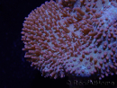 WYSIWYG Sarcophyton sp 42 