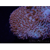 WYSIWYG Sarcophyton sp 42 