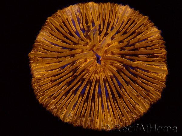 WYSIWYG Cycloseris sp Ultra Neon Orange 9 (5.5 cm)