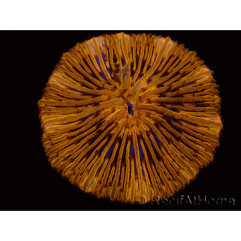 WYSIWYG Cycloseris sp Ultra Neon Orange 9 (5.5 cm)