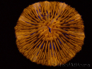 WYSIWYG Cycloseris sp Ultra Neon Orange 9 (5.5 cm)