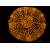 WYSIWYG Cycloseris sp Ultra Neon Orange 9 (5.5 cm)