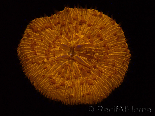 WYSIWYG Cycloseris sp Ultra Neon Orange/Blue Markings 3 (4.5 cm)