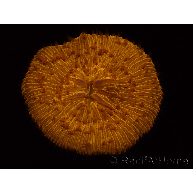 WYSIWYG Cycloseris sp Ultra Neon Orange 28 (5.5 cm)