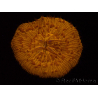 WYSIWYG Cycloseris sp Ultra Neon Orange 28 (5.5 cm)