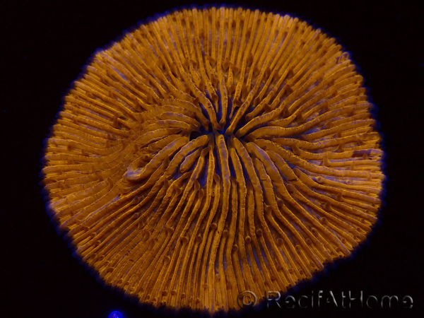 WYSIWYG Cycloseris sp Ultra Neon Orange/ Blue Tips 2 (4 cm)
