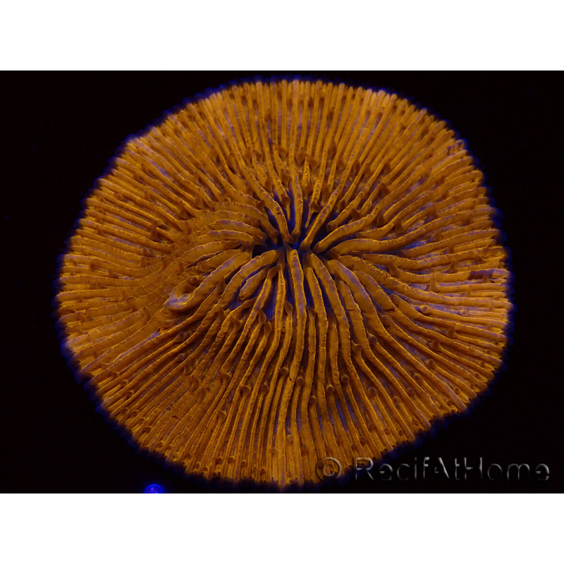 WYSIWYG Cycloseris sp Ultra Neon Orange 29 (5 cm)