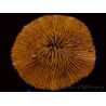 WYSIWYG Cycloseris sp Ultra Neon Orange 29 (5 cm)