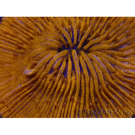 WYSIWYG Cycloseris sp Ultra Neon Orange/ Blue Tips 2 (4 cm)