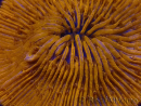 WYSIWYG Cycloseris sp Ultra Neon Orange/ Blue Tips 2 (4 cm)