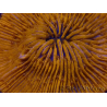 WYSIWYG Cycloseris sp Ultra Neon Orange 29 (5 cm)