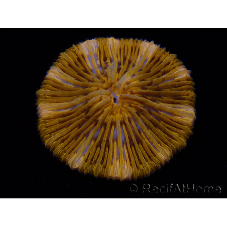 WYSIWYG Cycloseris sp Ultra Neon Orange 9 (5.5 cm)
