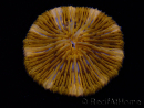 WYSIWYG Cycloseris sp Ultra Neon Orange 9 (5.5 cm)