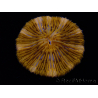 WYSIWYG Cycloseris sp Ultra Neon Orange 9 (5.5 cm)