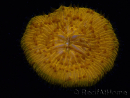 WYSIWYG Cycloseris sp Ultra Neon Orange 28 (5.5 cm)