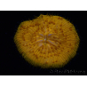 WYSIWYG Cycloseris sp Ultra Neon Orange/Blue Markings 3 (4.5 cm)