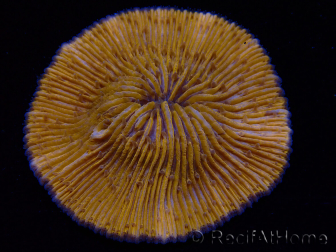 WYSIWYG Cycloseris sp Ultra Neon Orange 29 (5 cm)