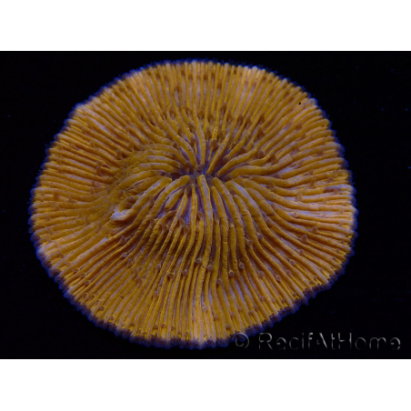 WYSIWYG Cycloseris sp Ultra Neon Orange/ Blue Tips 2 (4 cm)