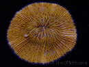 WYSIWYG Cycloseris sp Ultra Neon Orange/ Blue Tips 2 (4 cm)