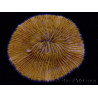 WYSIWYG Cycloseris sp Ultra Neon Orange 29 (5 cm)