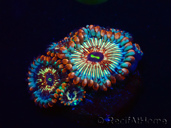 WYSIWYG - Zoanthus Seduction 2J5
