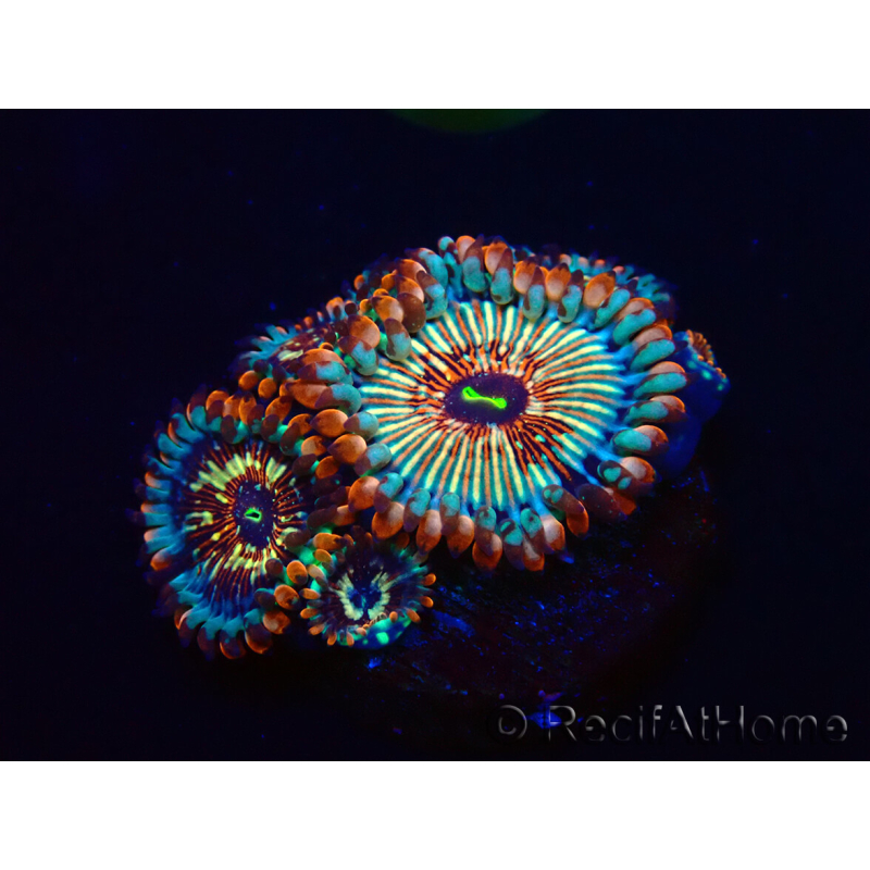 WYSIWYG - Zoanthus Seduction 2J5
