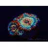 WYSIWYG - Zoanthus Seduction 30J1