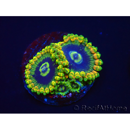 WYSIWYG Zoanthus Yoda 16Q10