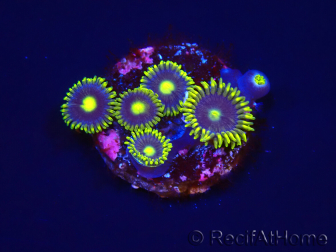WYSIWYG - Zoanthus Blue Daisy 2S6