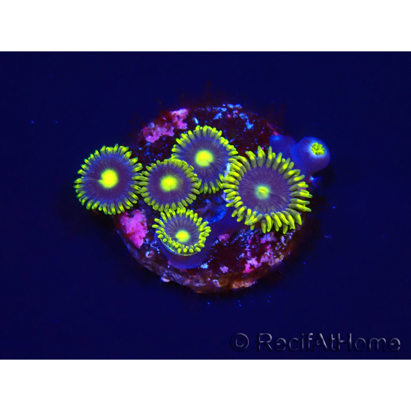 WYSIWYG - Zoanthus Blue Daisy 2S6