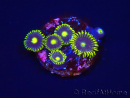 WYSIWYG - Zoanthus Blue Daisy 2S6