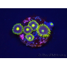 WYSIWYG - Zoanthus Blue Daisy 2S6