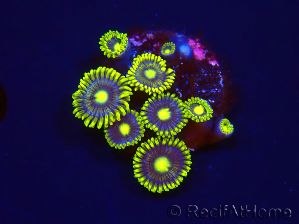 WYSIWYG - Zoanthus Blue Daisy 2S7