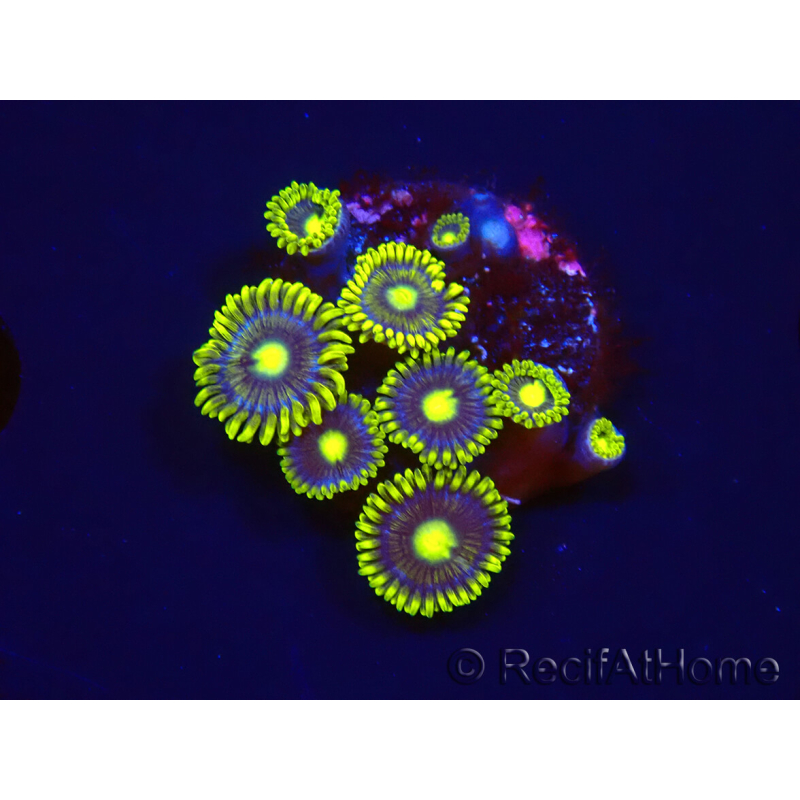 WYSIWYG - Zoanthus Blue Daisy 2S7