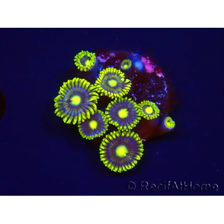 WYSIWYG - Zoanthus Blue Daisy 2S7