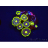 WYSIWYG - Zoanthus Blue Daisy 2S7