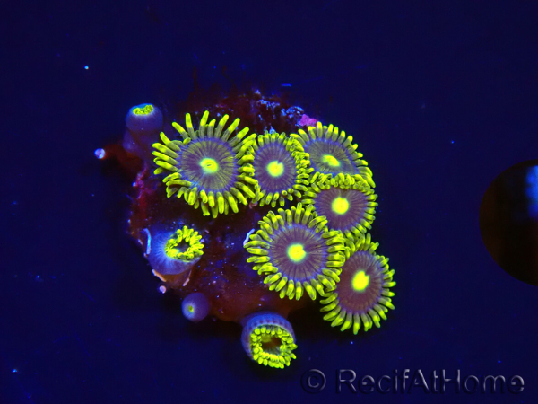 WYSIWYG - Zoanthus Blue Daisy 2S9