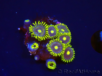 WYSIWYG - Zoanthus Blue Daisy 2S9